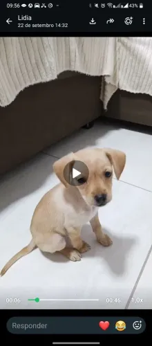 Filhote pequeno
