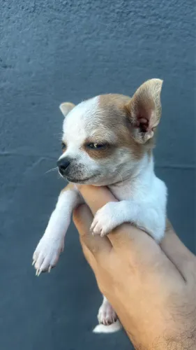 Chihuahua 