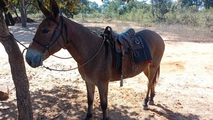 Egua e mula