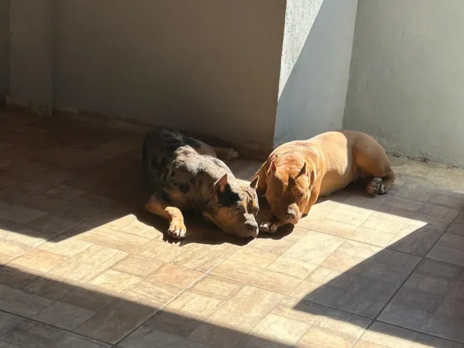 FILHOTES DE PITMONSTER