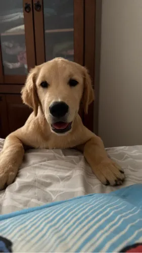 Vende-se filhote de Golden Retriever