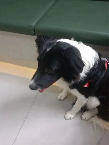 Doação border collie fêmea 
