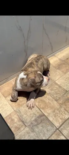 Cachorro