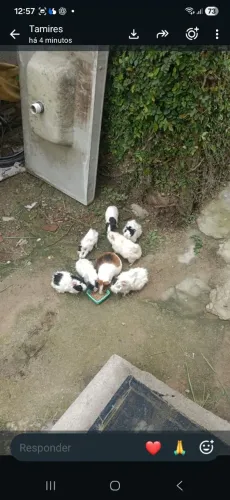 Vendo porquinho da Índia 