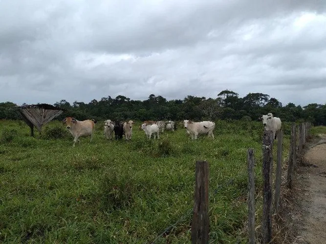 25 hectares a 23 km de Castanhal por 500 mil reais zap *
