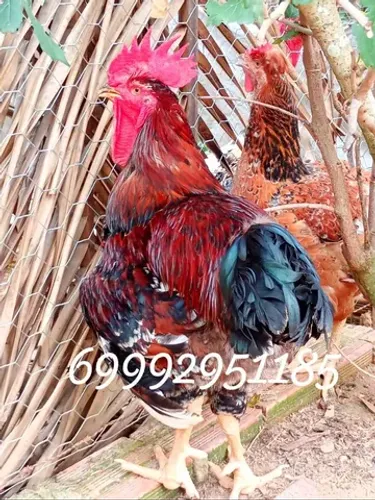 Galinha Sertaneja Balão GSB