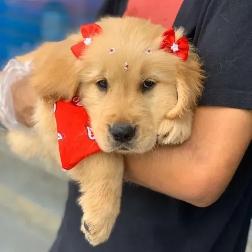 Fêmea de Golden retriever com 57 dias vacinada e com pedigree e todas as garantias