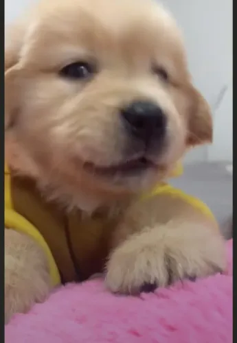 Golden retriever celoz 