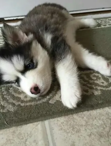 Filhote Husky Siberiano, Nada se compara ao amor puro de um filhote!