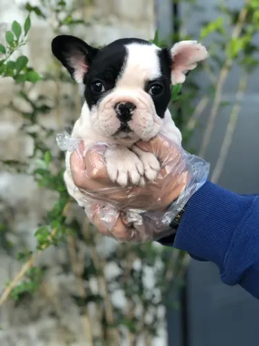 Bulldog Francês pirata, preto, creme, chame pelo what's *