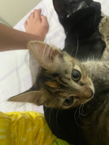estou doando gatinha fêmea 