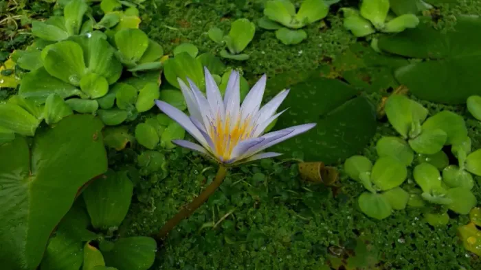 Ninfeia, planta aquática 1 muda por R$ 30,00