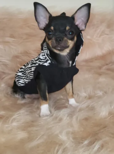 Vendo chihuahua macho Black and tan mini 6 meses.