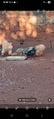 Vendo pintinhos 20 cada