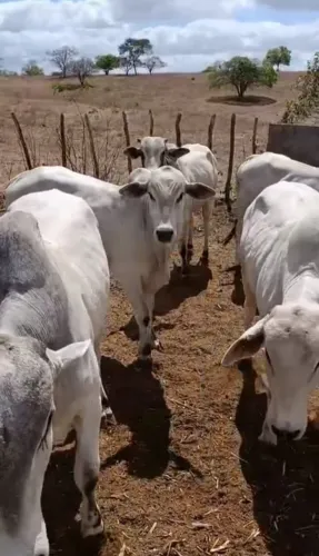 Bezerro novilhas 
