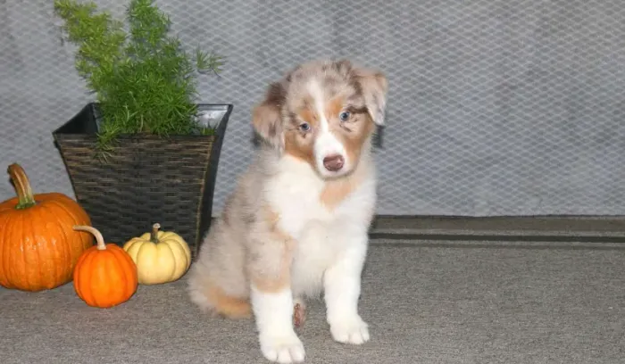 Border Collie super inteligente e ativo