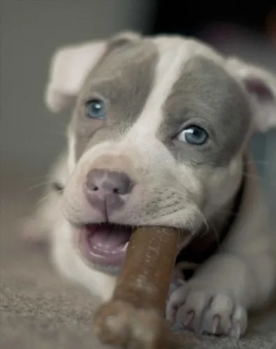 Pittbull filhotes cores variadas