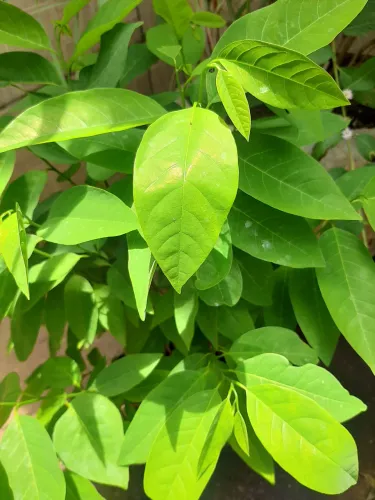 25 mudas de ATA-Pinha GRÁTIS 500g de ureia NPK