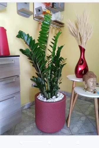 Zamiocuka no vaso 1mts alt no vaso polietileno