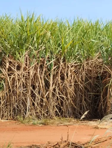 Fazenda de cana 160 mil o alqueiro