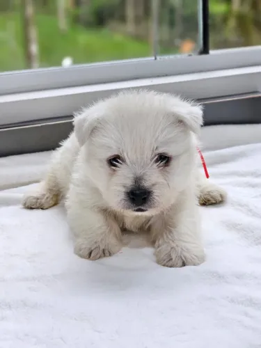 West Terrier | Excelente Linhagem 
