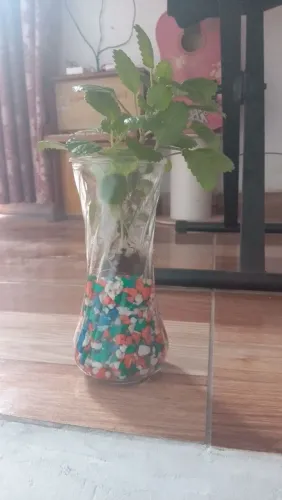 Planta em vaso de vidro com pedrinhas coloridas