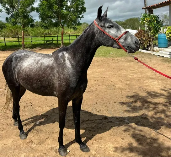 Cavalo