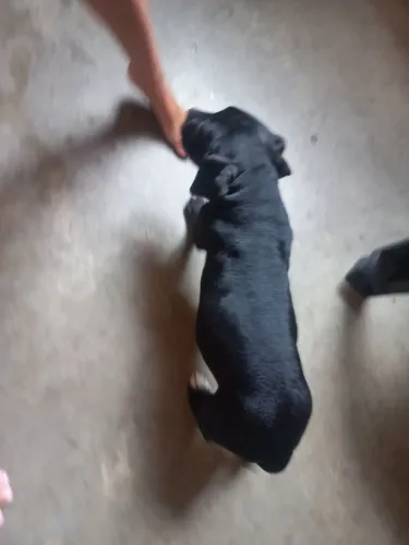 Americanbully 