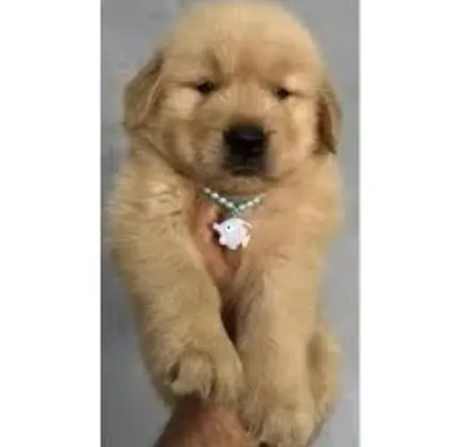 Golden Retriever Filhotes Disponíveis para Reserva
