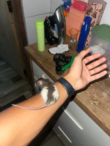 Rato twister 
