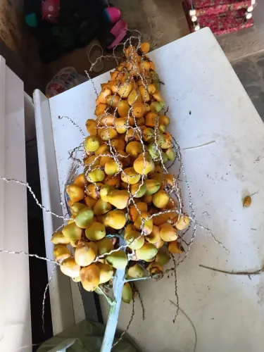 Coquinho do serrado