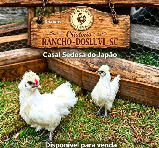 Casal Sedosa Japão