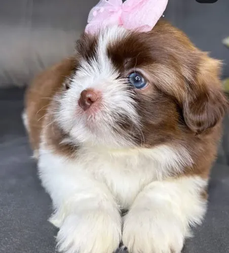 Shih tzu minis e tbm padrao vacinados legitimo raríssimo s
