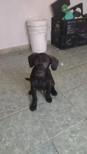 Doa-se cachorros 3 meses não posso ficar com eles
