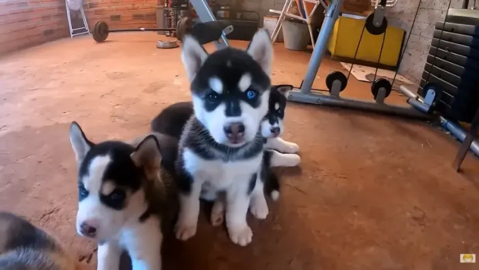 Ninhada de Husky