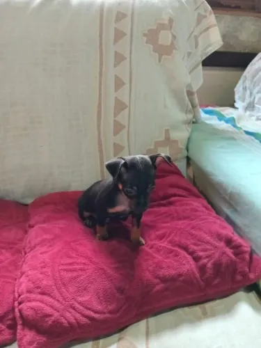 Filhote de pinscher 