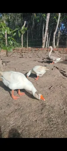 Terno de Gansos
