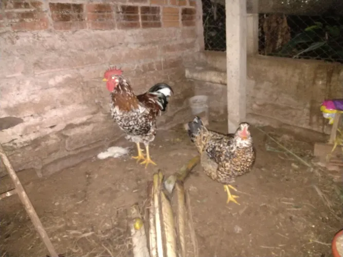 Galo Novo GSB