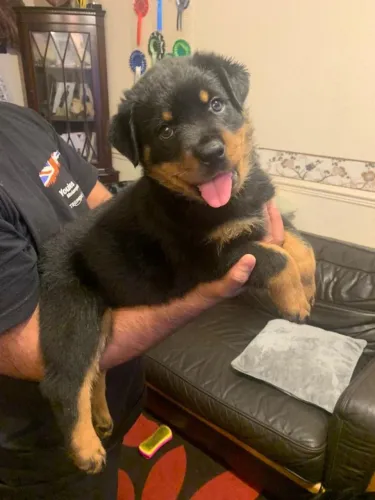 Seu novo amigo de quatro patas está esperando