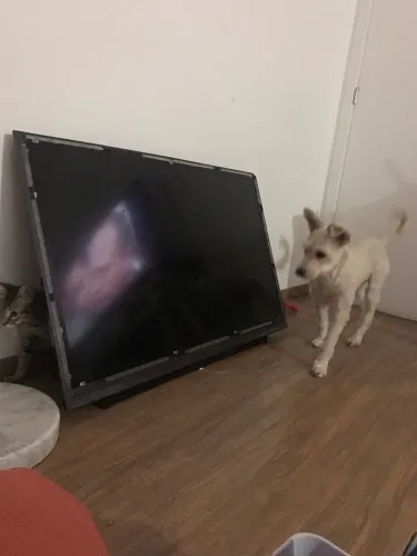 TV LG 40