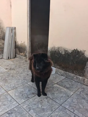 Vende-se chow chow