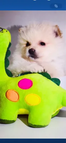 Spitz alemão belíssimos ! Encante a Vida 