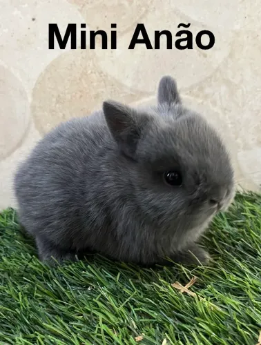 Mini coelhos