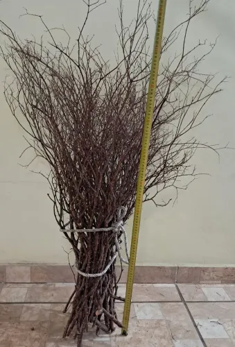Galhos de Jabuticaba 
