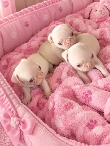 ? PUG ALBINO EXÓTICO FÊMEA À VENDA! ?