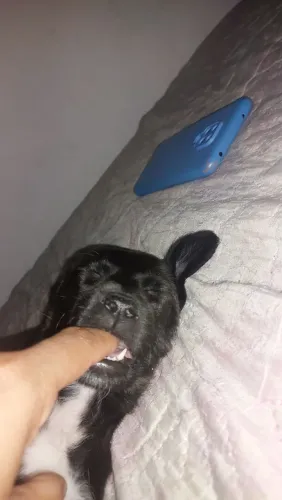 Mestiça Labrador 