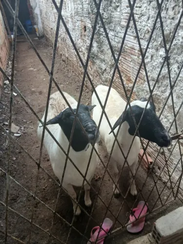 saído