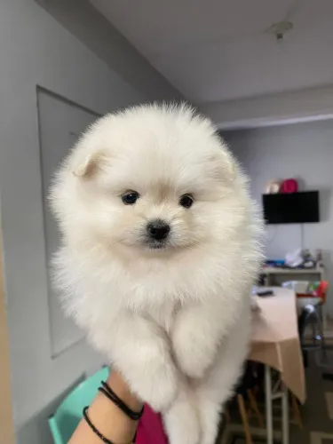 Lulu anão com 60 dias vacinado
