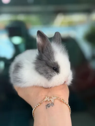 Mini coelhos 