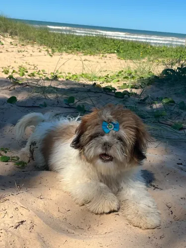 Vendo cachorrinha fêmea 